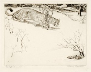 Bob-white y Puma de Rodney Thomson