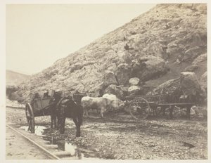 Ganado y carros, saliendo de Balaklava de Roger Fenton