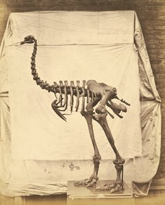 Dinornis Elephantopus Dinosaurio de Roger Fenton