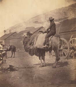 [Hombre montando un camello] de Roger Fenton