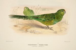 Loro terrestre