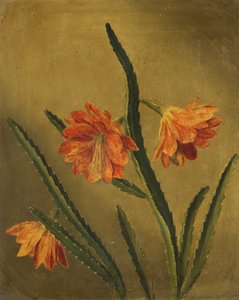 Estudio de flores de Rolinda Sharples
