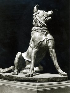 Perro Bull Mastif de Roman Roman