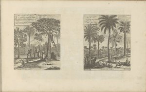 Landschappen pone mangobomen, kokos- en palmbomen Frutos de la isla de Java, etc. / Árboles de la India (título sobre el objeto) Las Indias Orientales y Occidentales y otros lugares (título de la serie) de Romeyn de Hooghe