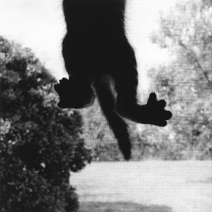 Gato trepador de Ron Evans