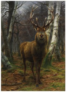 Rey del bosque, 1878