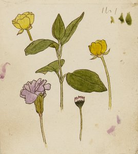Estudio de flores - ranúnculo y margarita