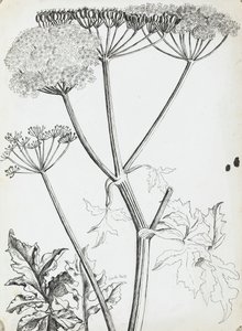 Perejil de vaca de Rosalie Brill