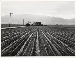 Lechuga Joven, Salinas, California de Russell Lee
