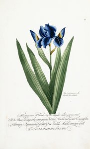 Iris Germanica, 1797-1803 de Russian School