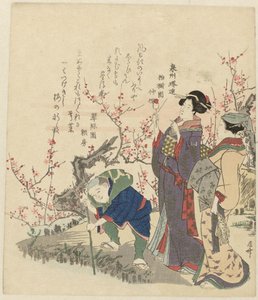 Cifras en estanque con flor de Ryuryukyo Shinsai