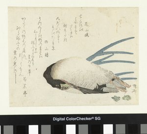 Puerro en nieve ligera de Ryuryukyo Shinsai