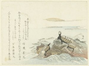 tortugas en una roca