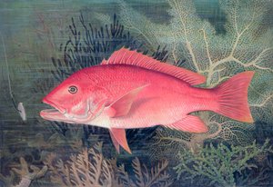 Pargo rojo, 1878