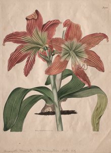 La revista botánica o jardín de flores exhibido: El lirio del lago de montaña, 1827
