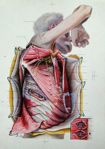 Disección de la cara lateral derecha del tórax, de un libro de anatomía de S. Dupret