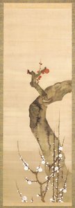 Red And White Plum Blossoms (tinta, color y oro sobre seda)