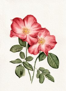 Rosas de color rosa botánico de Salome