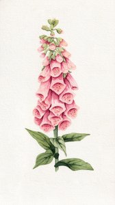Delfinio rosa delicado de Salome
