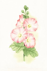 Malvas rosas en acuarela de Salome