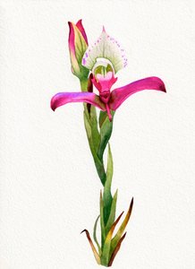 Flor de orquídea rosa de Salome