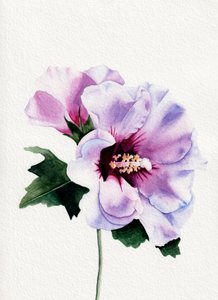 Flor de hibisco morado de Salome