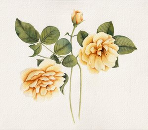 Rosas amarillas suaves de Salome