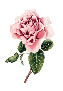 Acuarela: Rosa rosa de Salome