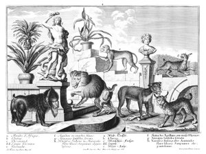monos y gatos salvajes de Salomon Kleiner
