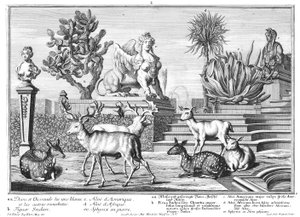 gamo de Salomon Kleiner