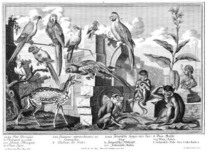 loros y monos de Salomon Kleiner