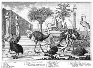 Avestruz, casuario, puercoespín de Salomon Kleiner