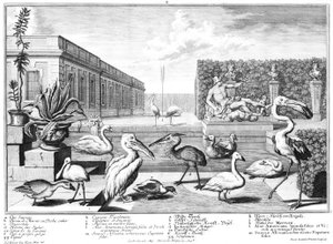 aves acuáticas de Salomon Kleiner