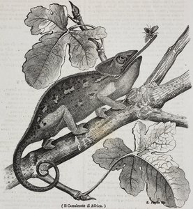 Camaleón africano, litografía de Salvatore Puglia de Poliorama Pittoresco, n 30, 4 de marzo de Salvatore Puglia