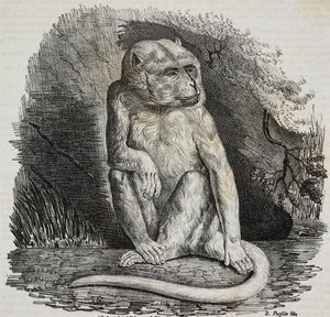 Mono albino en el Jardin des Plantes, jardín botánico de París, Francia, litografía de Salvatore Puglia de Poliorama Pittoresco, n 23, 14 de enero