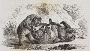 Osos de Asturias, España, litografía de Salvatore Puglia de Poliorama Pittoresco, n 9, 7 de octubre de Salvatore Puglia