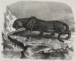 Black Panther en el Jardin des Plantes, jardín botánico de París, Francia, litografía de Salvatore Puglia de Poliorama Pittoresco, n 26, 4 de febrero