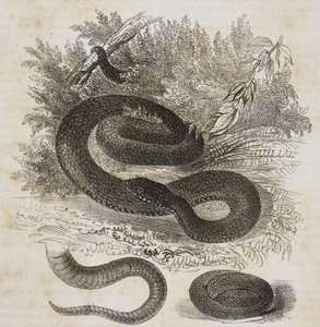 Variedad negra de víbora común, cola y pequeña víbora enroscadas alrededor de sí misma como dentro del vientre materno, litografía de Salvatore Puglia de Poliorama Pittoresco, n 27, 8 de febrero de Salvatore Puglia
