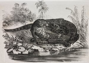 Caimán y jaguar, litografía de Salvatore Puglia de Poliorama Pittoresco, n 16, 25 de noviembre de Salvatore Puglia