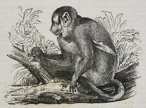 Mono nocturno douroucoulis (Aotus trivirgatus), litografía de Salvatore Puglia de Poliorama Pittoresco, n 46, 25 de junio. de Salvatore Puglia