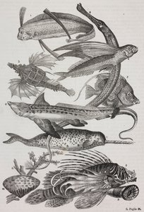 Criaturas oceánicas: 1 Dattiloftera, 2 Syngnathus, 3 Pegasus, 4 Trachypterus, 5 Chaetodon, 6 Pez conejo, 7 Unicornio (narval), 8 Pteroides voladores, 9 Attinia de Salvatore Puglia