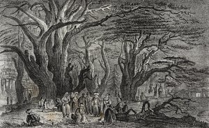 Viejos cedros del Líbano en Tiro, Líbano, litografía de Salvatore Puglia de Poliorama Pittoresco, n 25, 28 de enero de Salvatore Puglia
