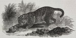 Gato de Sumatra, litografía de Salvatore Puglia de Poliorama Pittoresco, n 47, 1 de julio de Salvatore Puglia