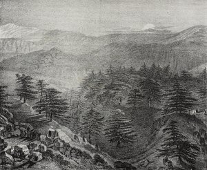 Vista del Monte Líbano con sus famosos cedros, Líbano, litografía de Salvatore Puglia de Poliorama Pittoresco, n 10, 15 de octubre. de Salvatore Puglia