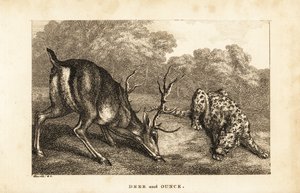 Encuentro entre un ciervo, Cervus elaphus, y un leopardo de las nieves, Panthera uncia de Samuel (after) Howitt