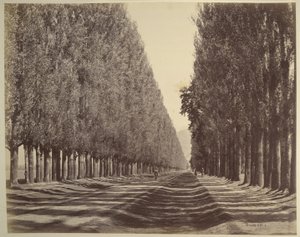 Un camino bordeado de álamos, Cachemira de Samuel Bourne