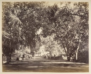 Un arco de árboles cerca de Tanjore de Samuel Bourne