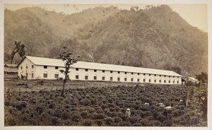 Selim Tea Estate, Darjeeling, la nueva fábrica, división inferior,  de 