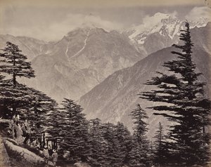 El Alto Himalaya. Vista cerca de las montañas de China. Cedros del Himalaya en primer plano de Samuel Bourne
