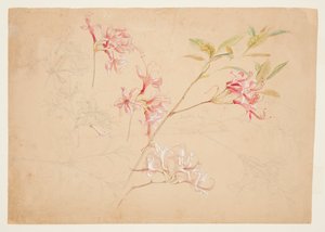 Azaleas de Samuel Colman